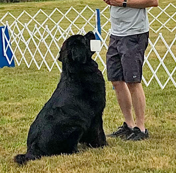 a Newfoundland dog showing attention during obedience work