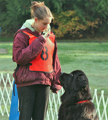 a newfoundland dog practicing attention training