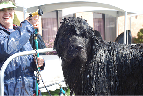 newfoundland dog getting a bath