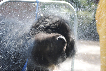 a newfoundland dog shaking after a bath