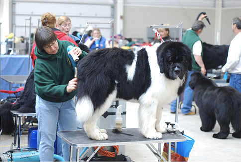 a Newfoundland dog getting dried