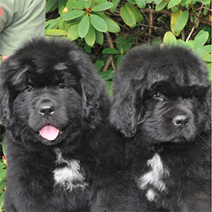2 newfoundland puppies