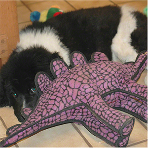 a Newfoundland puppy with a toy