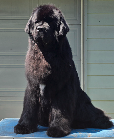 Newfoundland Dog after grooming