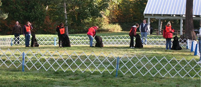 a group of Newfoundland dogs training together