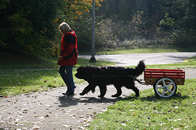 a Newfoundland dog showing attention during obedience work