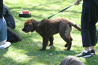 a newfoundland dog practicing attention training