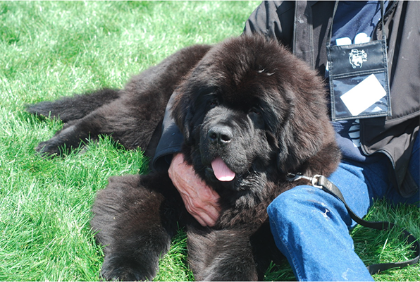 a Newfoundland calmly sitting by its owners side