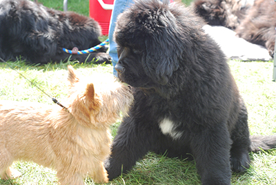 a newfoundland dog practicing attention training