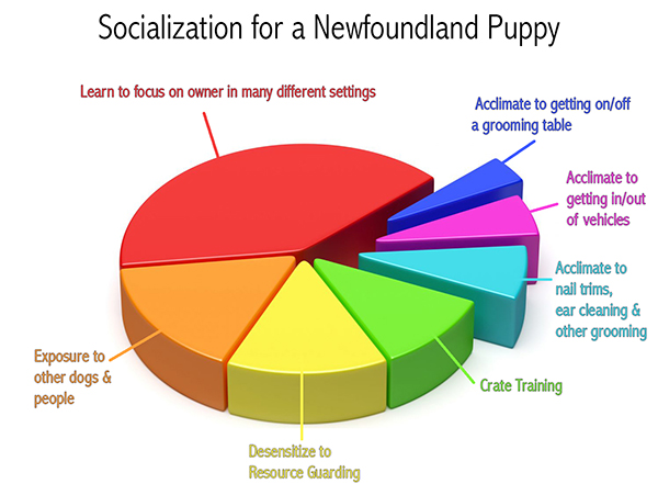 socialization chart for a newfoundland puppy