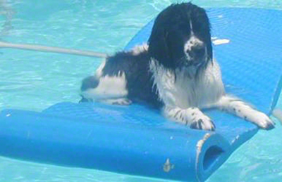 a Newfoundland dog showing attention during obedience work